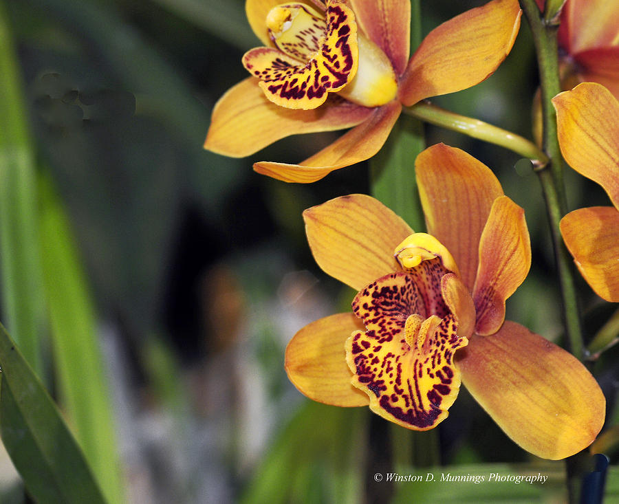 Cymbidium Orchid Photograph by Winston D Munnings