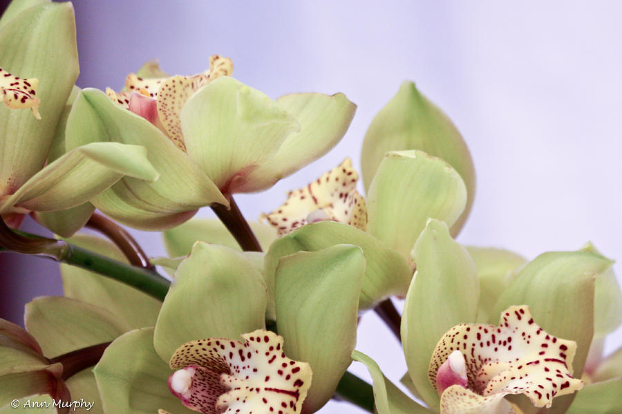 Cymbidium Orchids  Photograph by Ann Murphy