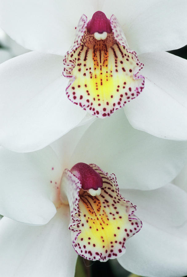 Orchid Photograph - Cymbidium rembrandt Orchid by Anthony Cooper/science Photo Library