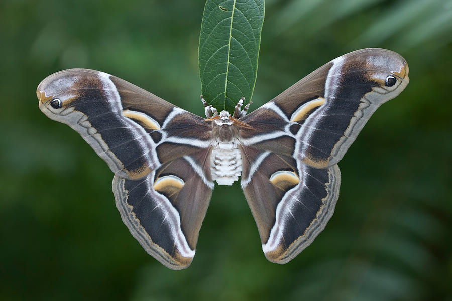 Cynthia Moth Photograph by Jeffrey Lepore