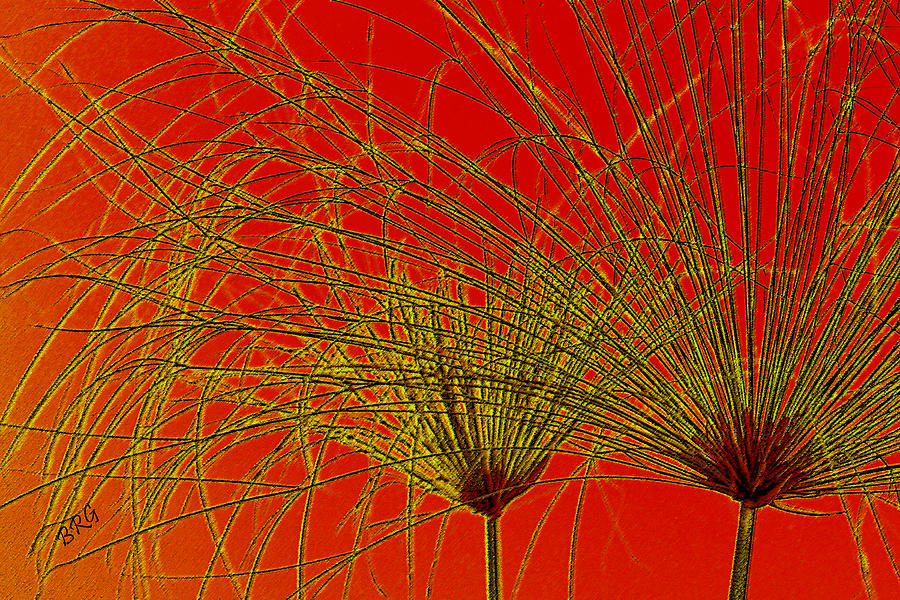 Cyperus Papyrus Abstract Photograph by Ben and Raisa Gertsberg