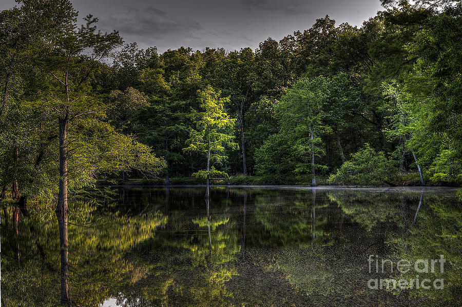 2014 Photograph - Cypress At Dusk by Larry Braun 2014 Photograph - Cypress At Dusk by Larry Braun
