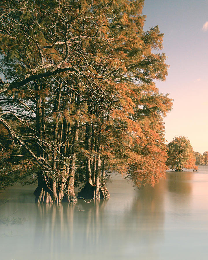 Landscape Photograph - Cypress Autumn by Pete Federico Landscape Photograph - Cypress Autumn by Pete Federico