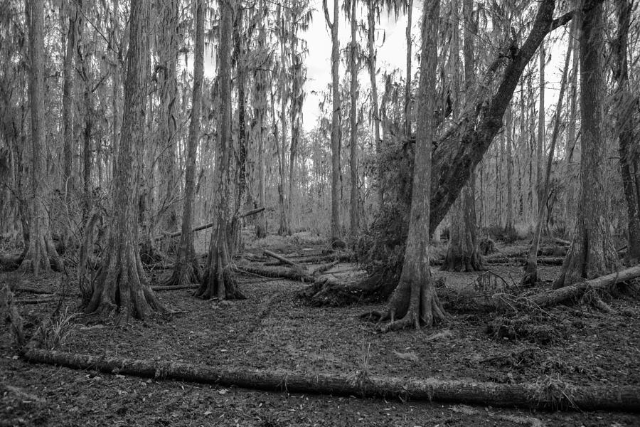 Cypress B/W Photograph By Raymond Poynor | Fine Art America