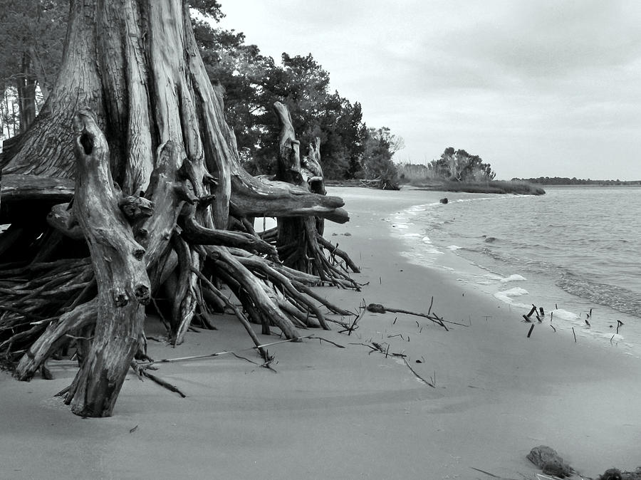 Cypress Bay Photograph by Deborah Smith