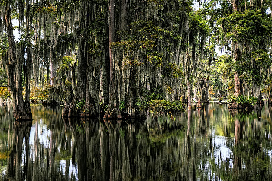 Cypress Bog Photograph by Janet Fikar - Fine Art America