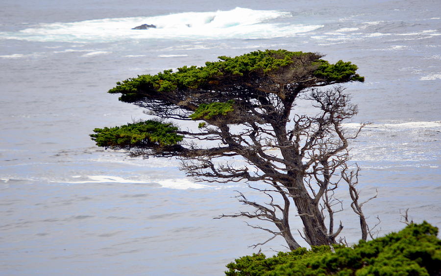Cypress by the Sea Photograph by AJ  Schibig