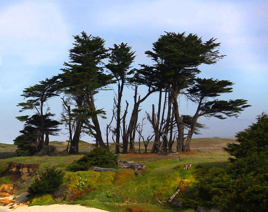 Cypress California Style Photograph by Kandy Hurley