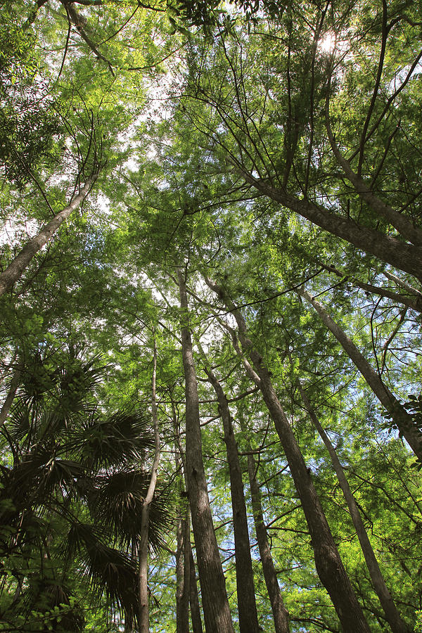 Tree Photograph - Cypress Canopy by Joseph G Holland