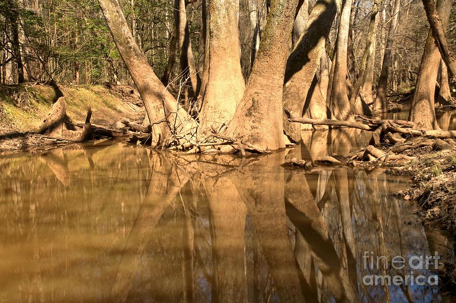 Congaree National Park Photograph - Cypress Cluster by Adam Jewell