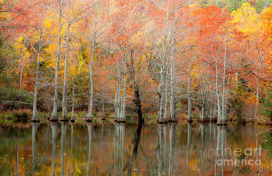 Cypress Forest in Fall Photograph by Iris Greenwell
