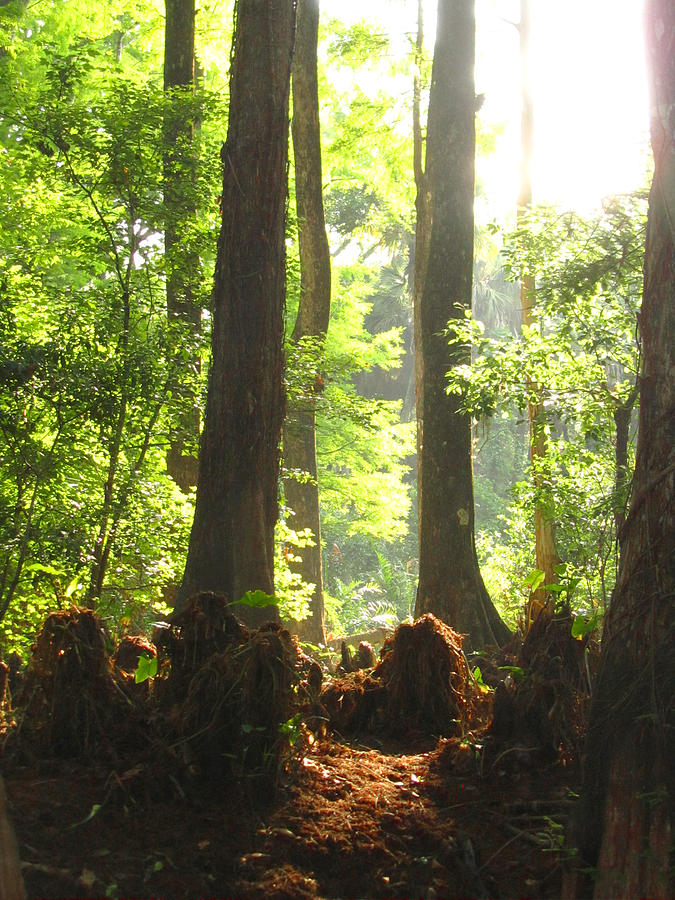 Cypress Forest Photograph by Karen Lindquist