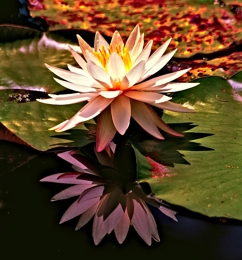 Cypress Garden Water Lily Photograph by Bill Barber