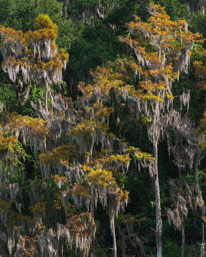 Cypress Grove II Photograph by Chris Moore Fine Art America