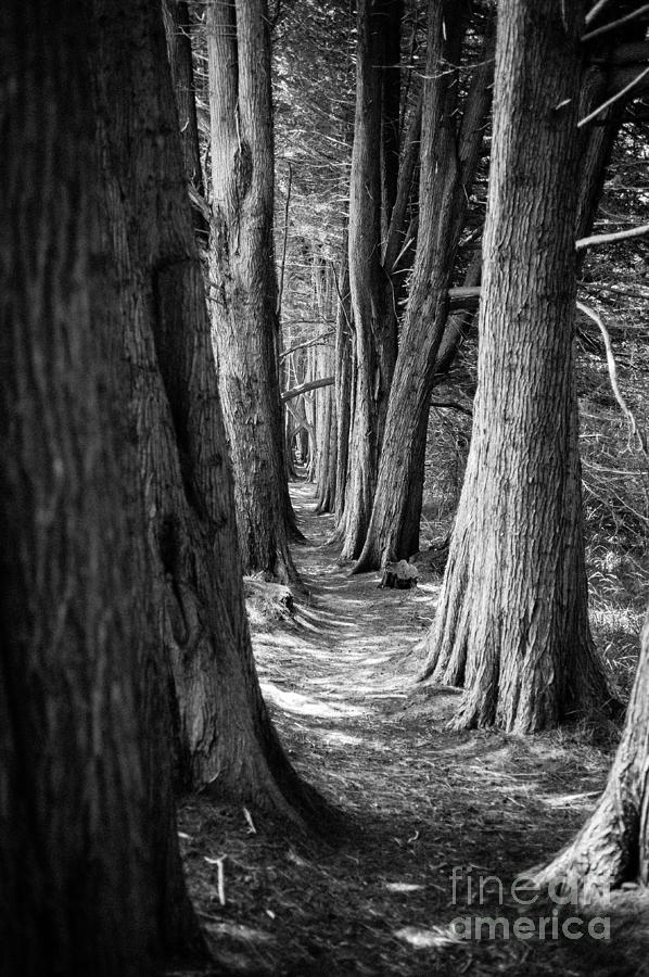 Cypress Grove Photograph by Misty Tienken