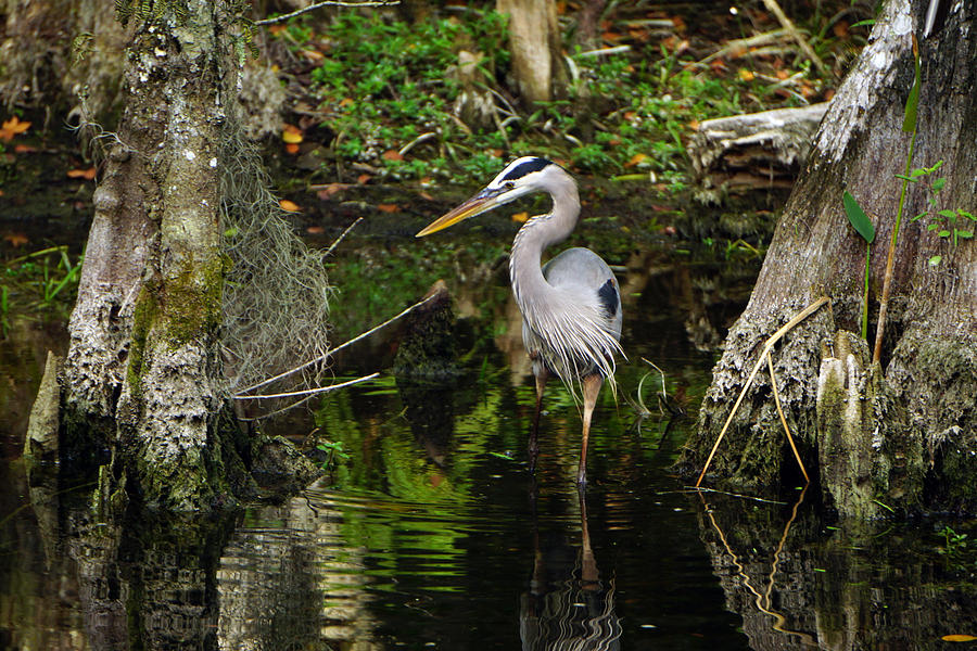 Cypress Heron Photograph by Joey Waves