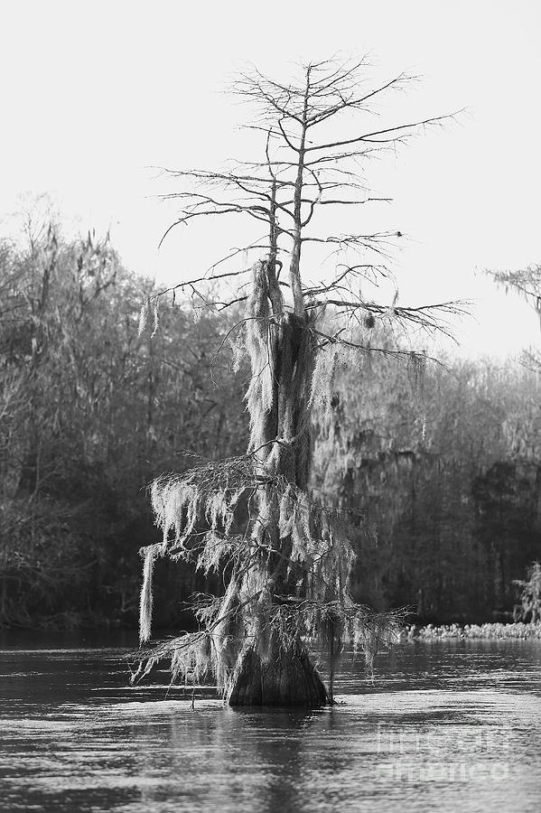 Cypress in Black and White Photograph by Carol Groenen
