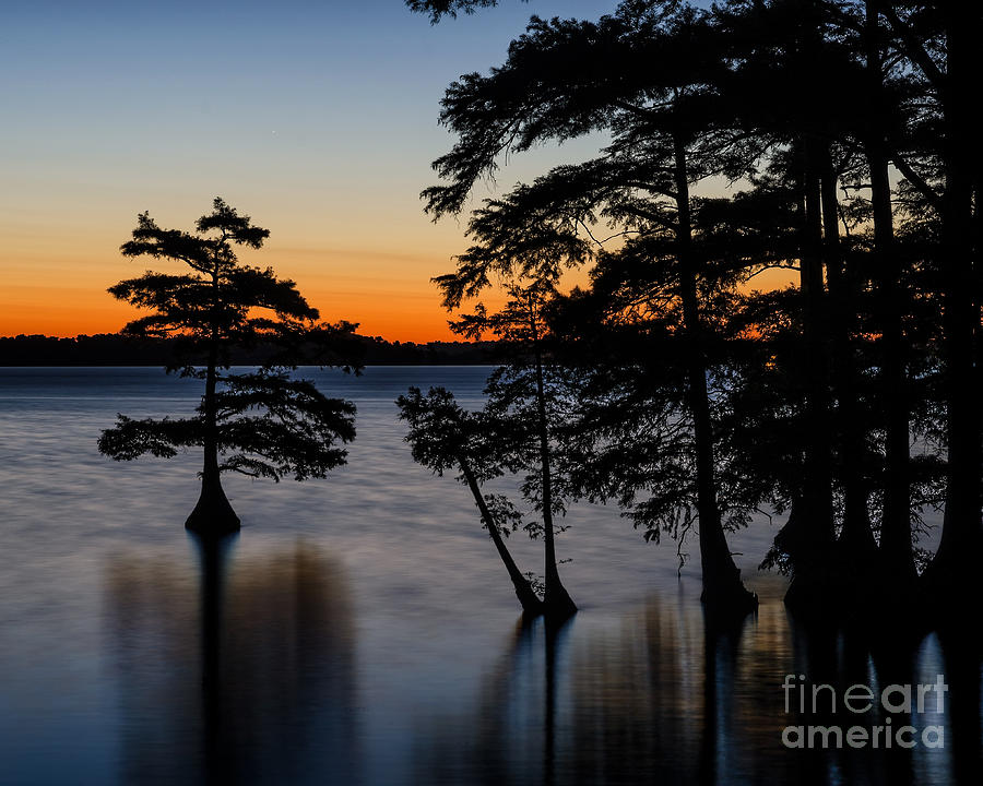 Cypress in predawn Photograph by Anthony Heflin