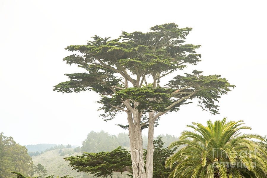 Cypress in the Morning Photograph by Natural Focal Point Photography