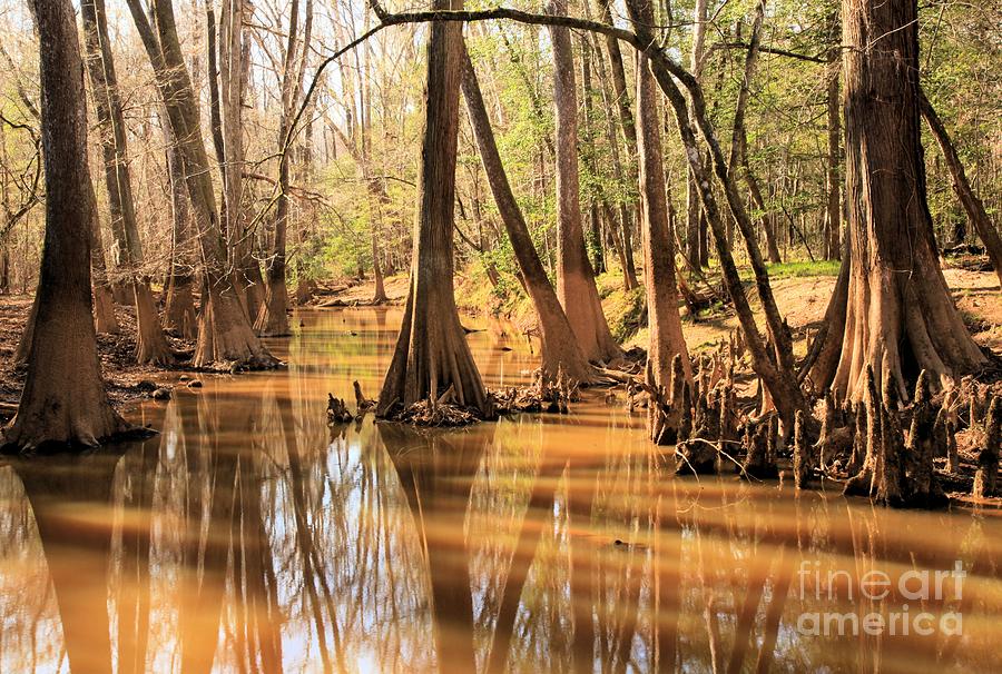 Cypress In The Swamp Photograph by Adam Jewell