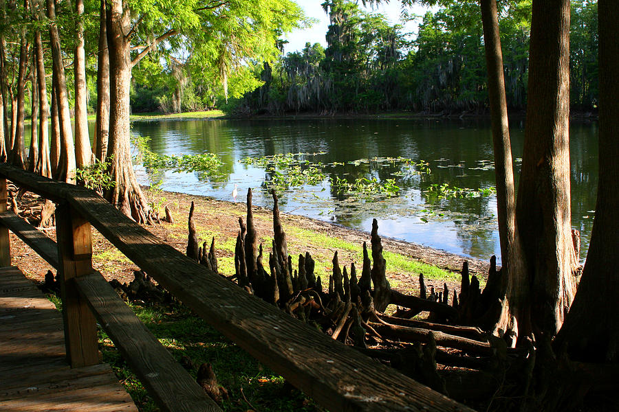 Cypress Knees 1 Photograph by Tom Baptist