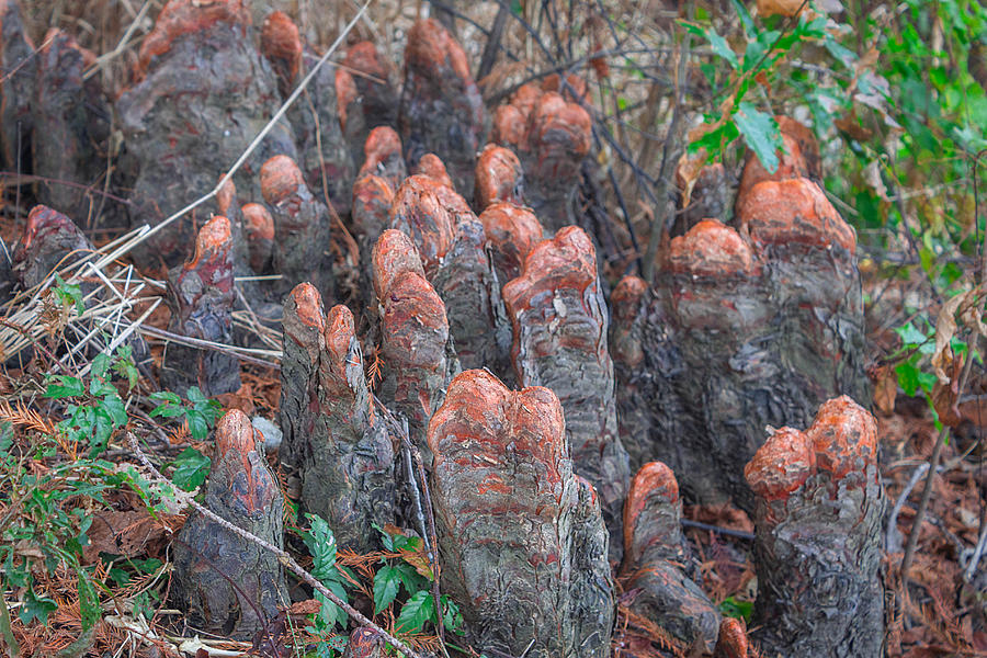 Cypress Knees Photograph by Ester McGuire
