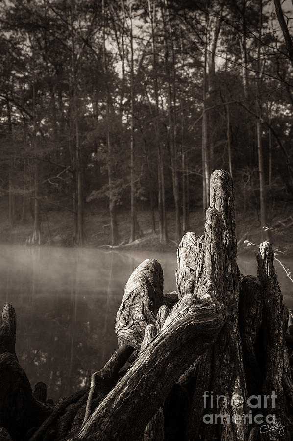 Cypress Knees in Sepia Photograph by Imagery by Charly