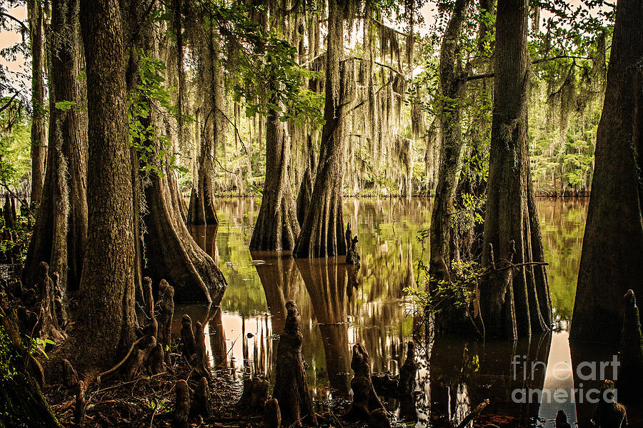 Cypress Knees on Caddo Lake Photograph by Tamyra Ayles