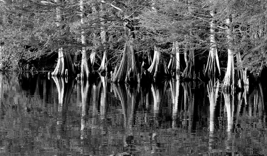 Cypress lake Pyrography by Monika A Leon - Fine Art America