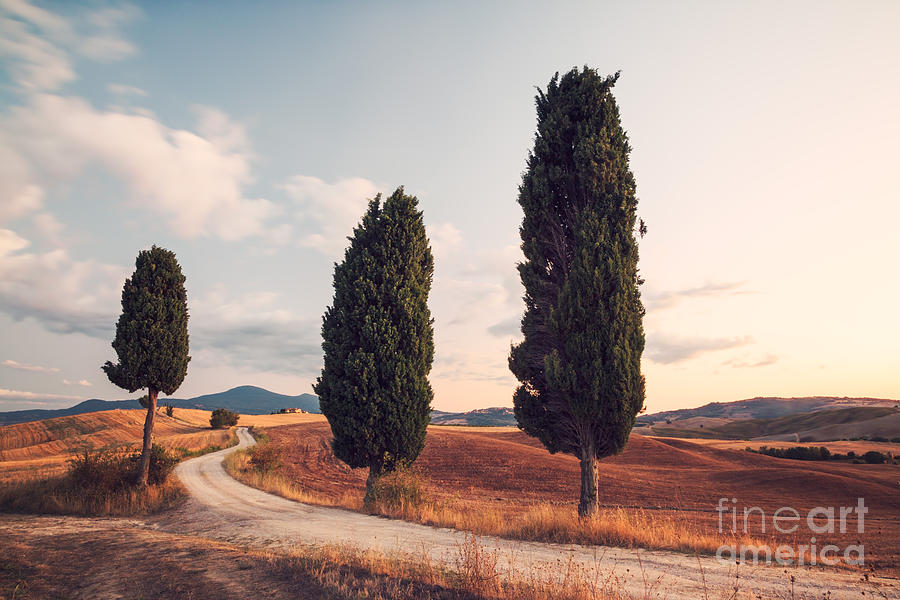 Cypress lined road in Tuscany Photograph by Matteo Colombo