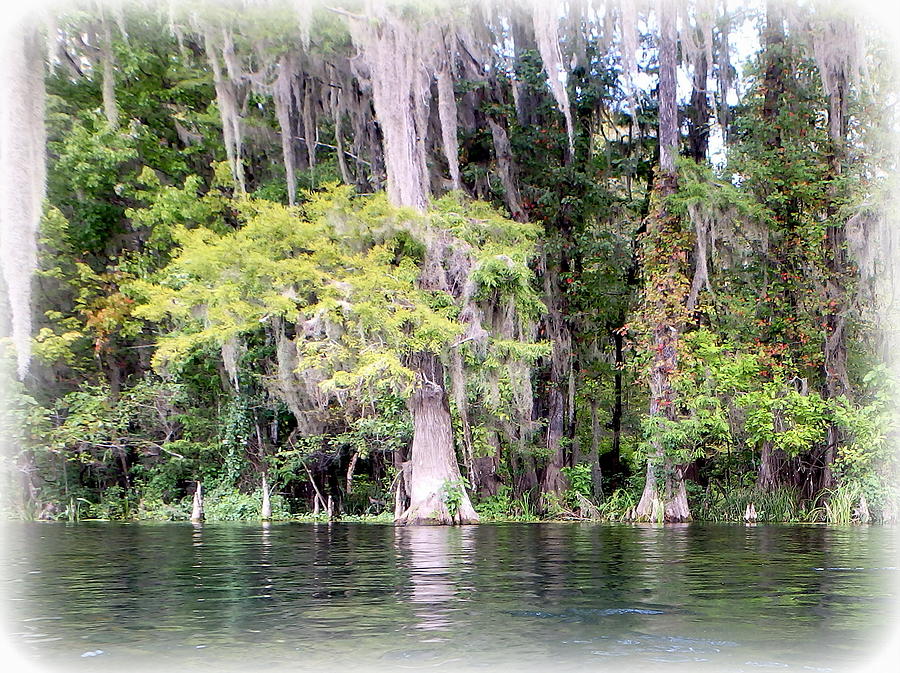 Cypress on the Ichetucknee in July Photograph by Sheri McLeroy