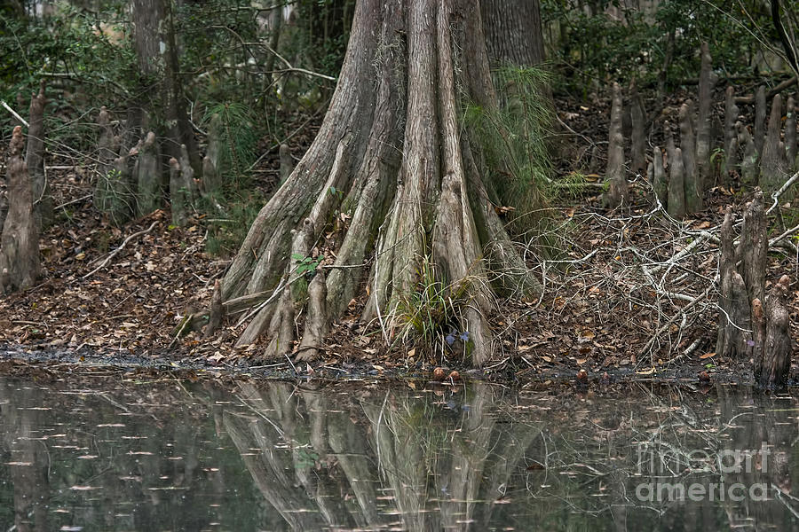 Cypress Pond Reflection Photograph by D Wallace