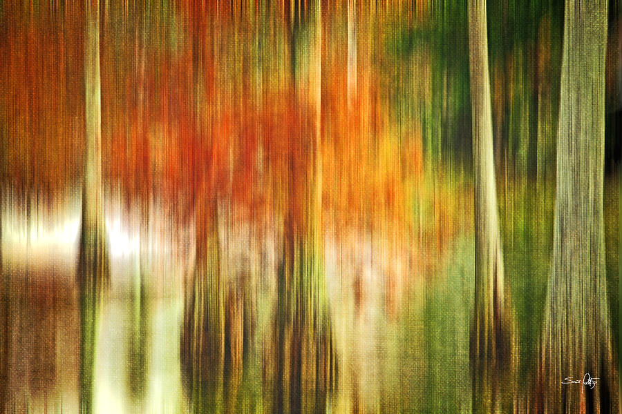 Abstract Photograph - Cypress Pond by Scott Pellegrin