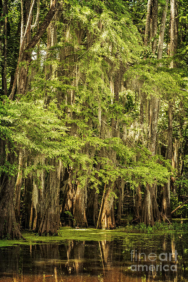 Cypress Reflection on Caddo Lake II Photograph by Tamyra Ayles