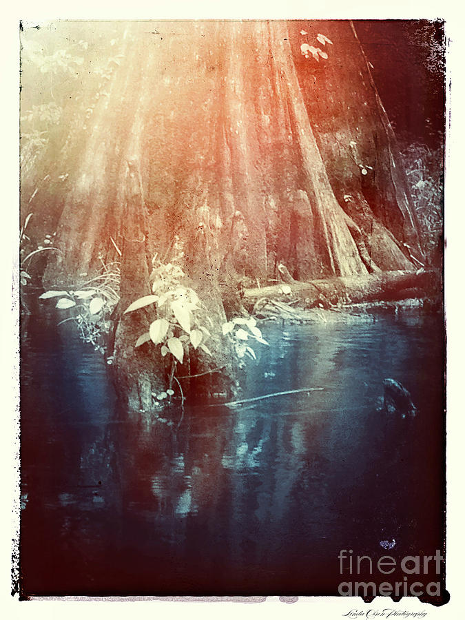 Cypress Reflection Photograph by Linda Olsen