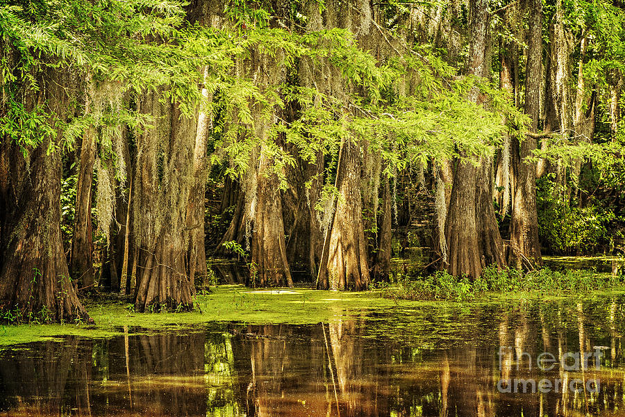 Cypress Reflection on Caddo Lake Photograph by Tamyra Ayles
