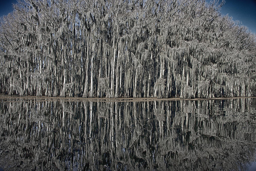 Landscape Photograph - Cypress Reflections at Caddo Lake by Mary Lee Dereske