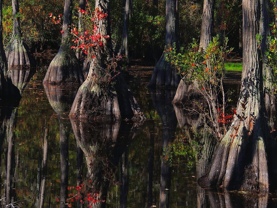 Spring Photograph - Cypress Reflections by Laura Ragland