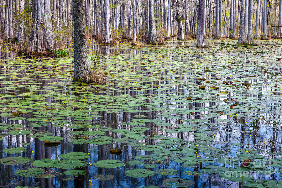 Spring Photograph - Cypress Reflections by Susan Cole Kelly
