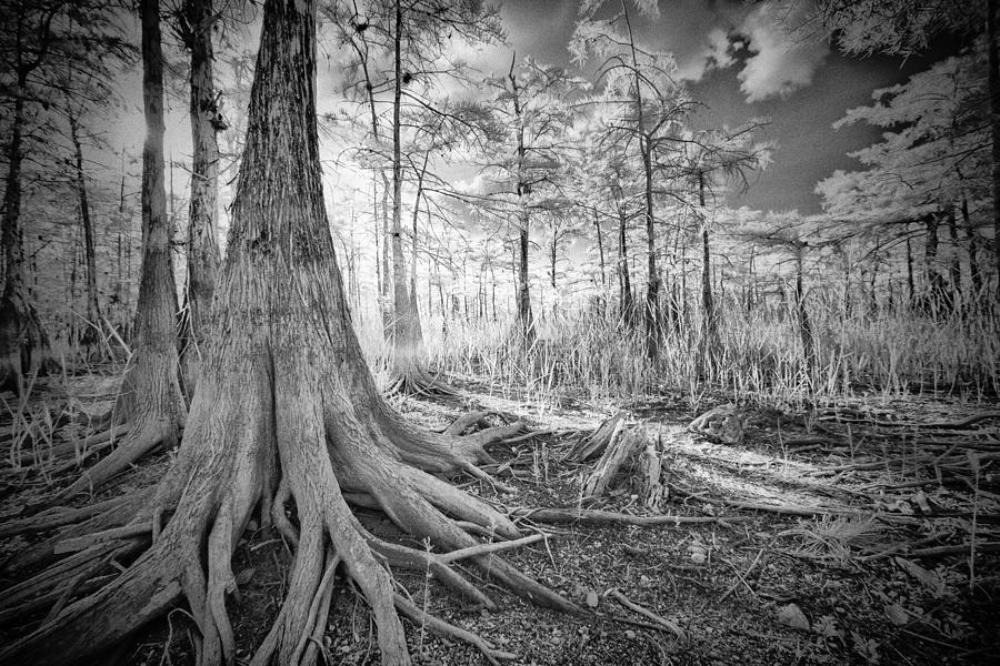 Cypress Roots In Big Cypress Photograph by Bradley R Youngberg