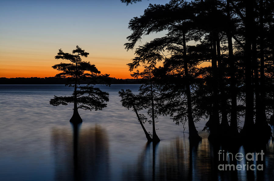 Cypress Silhouettes Photograph