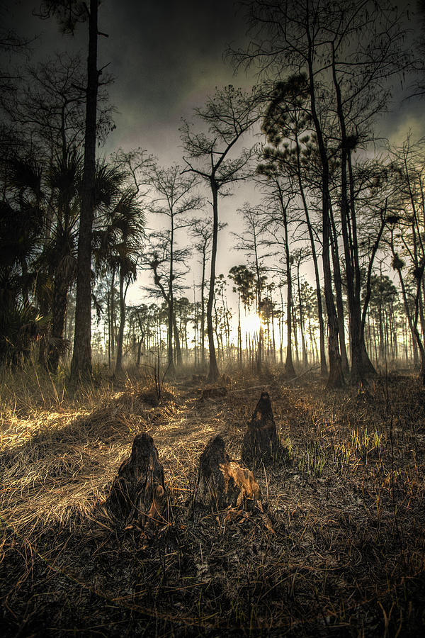 Nature Photograph - Cypress Stumps And Sunset Fire by Bradley R Youngberg