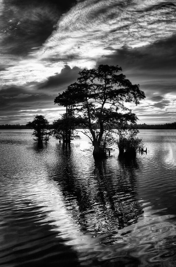 Landscape Photograph - Cypress Sunrise - North Carolina by Dan Carmichael