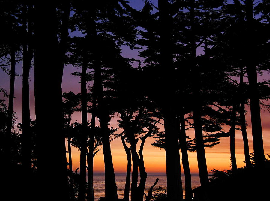 Cypress Sunset Photograph by Derek Dean