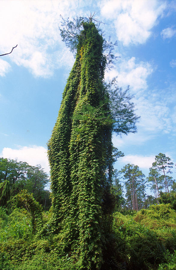 Cypress Swallowed By Climbing Fern Photograph by Science Source