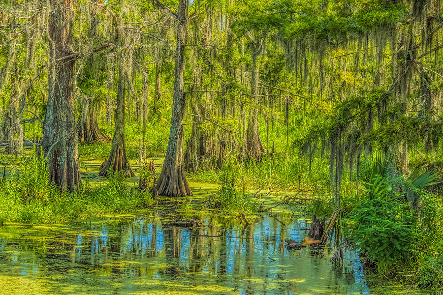 Cypress Swamp Photograph by Brian Wright