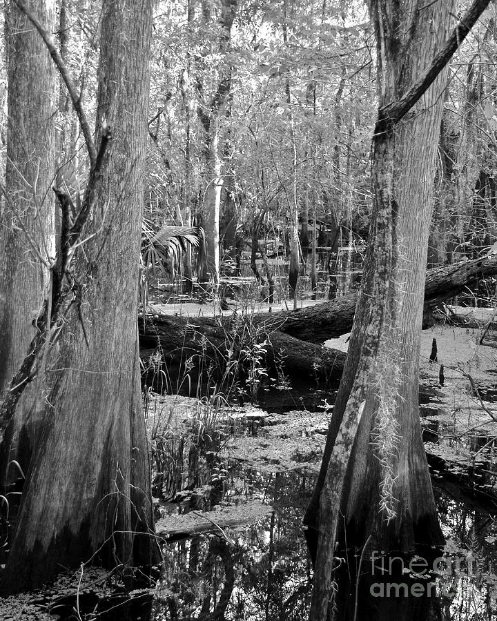 Cypress Swamp Photograph by Carol  Bradley