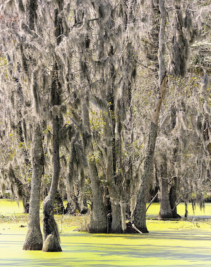 Cypress Swamp Photograph by Carol Eade