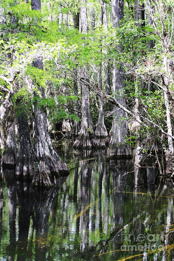 Cypress Swamp Photograph