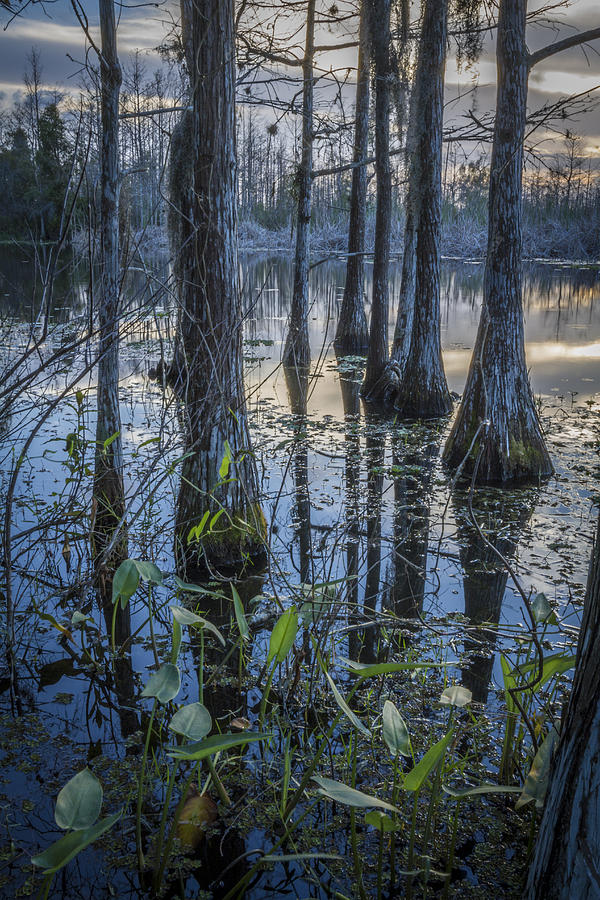 Cypress Swamp Photograph by Debra and Dave Vanderlaan